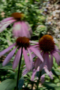 Ultimate Guide to Australian Native Botanical Perfumery