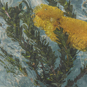 Banksia Symbolism in Fragrance