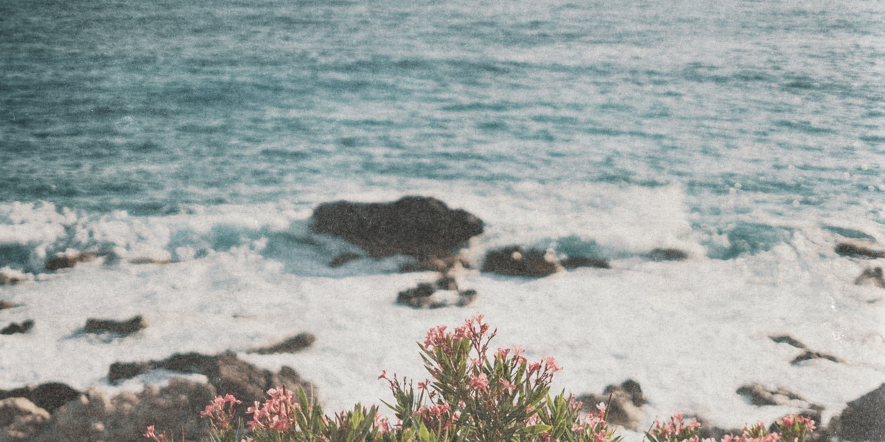 Australian coastal landscape with ocean waves and native wildflowers