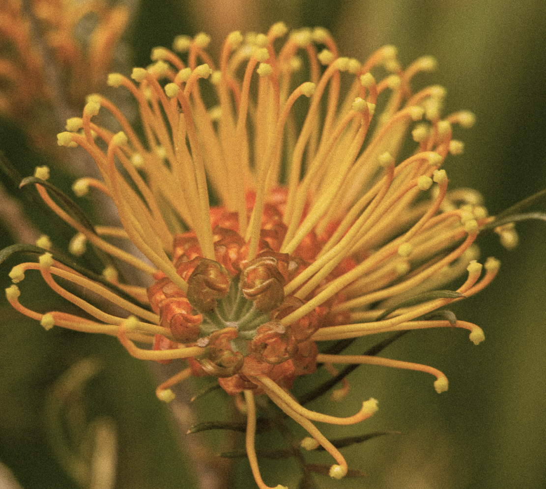 Australian native flower with golden yellow filaments and green foliage